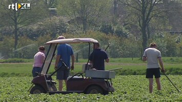 RTL Z Nieuws Tuinders naar rechter om aardbeienplukkers