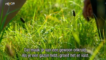 Grow Your Own Drugs - Grow Your Own Drugs /4