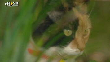 RTL Nieuws Vogelbeschermer wil beperking kattenpopulatie
