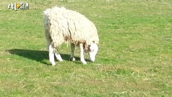 Editie NL Internethit: schaap met omgedraaide kop