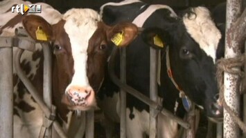RTL Z Nieuws Cees 't Hart: Melk- en boterprijs gaat stijgen