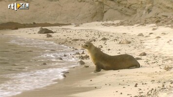 RTL Travel's Hotlist Unieke dieren op de Galapagos