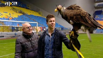 Leven Als Een Prof Van Ginkel ontmoet roofvogel Hertog