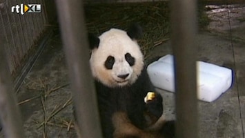 RTL Nieuws Schattig: Eerste zomer voor babypanda's