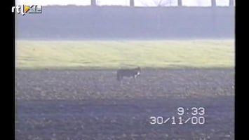 Editie NL Wolf in december 2000 in Zeeland