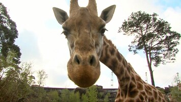 Burgers' Zoo Natuurlijk De giraffe