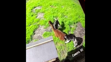 Deze husky's beten alpaca dood, maar mogen terug naar baasje 