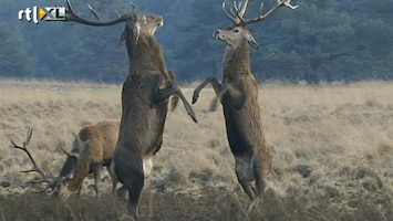 RTL Nieuws Honderden geweien te koop bij Staatsbosbeheer