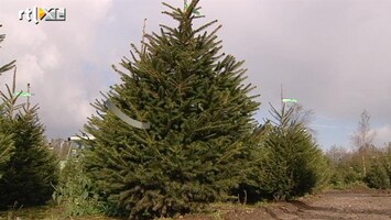 RTL Nieuws Kerstbomen uit de grond