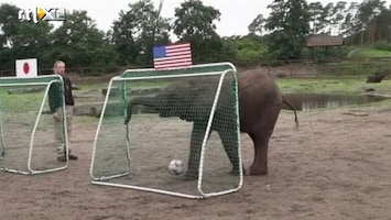 RTL Nieuws Olifant voorspelt WK-finale