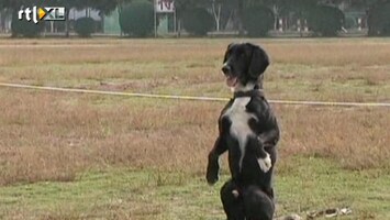 RTL Nieuws Bijzonder inkijkje bij training politiehonden China