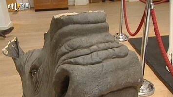 RTL Nieuws Hoorns neushoorn gestolen in museum