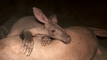 Burgers' Zoo Natuurlijk Het aardvarkenjong