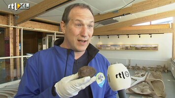 RTL Nieuws Aangespoelde potvis Texel blijkt veel geld waard