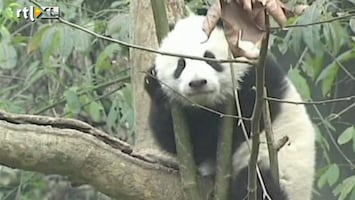 RTL Nieuws Twaalf babypanda's gepresenteerd