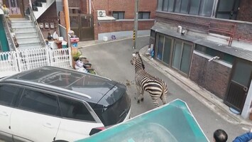 Zebra rent 3 uur lang door Zuid-Koreaanse straten na ontsnapping