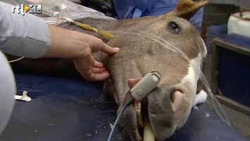 RTL Nieuws Politie zoekt Belgische paardenbeul