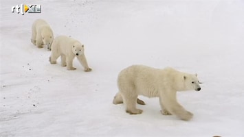 RTL Travel's Hotlist Oog in oog met ijsberen