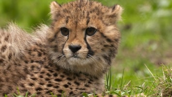 Burgers' Zoo Natuurlijk - De Cheeta-zesling