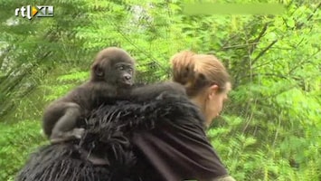 RTL Nieuws Gorillababy in menselijk pleeggezin