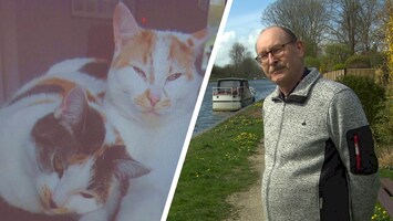 Na 20 dode katten vrezen bewoners Lelystad voor dierenbeul