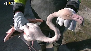 RTL Nieuws Fransen redden flamingo's van kou