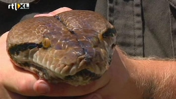 RTL Nieuws Dikste python Australië op dieet