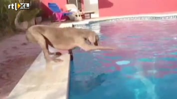 Editie NL Hond haalt frisbee uit water zonder nat worden