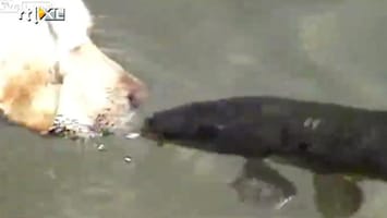 RTL Nieuws Onmogelijke liefde tussen hond en vis