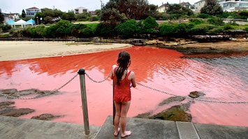RTL Nieuws Zee bij Sydney kleurt rood door voortwoekerende alg