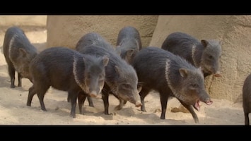 Burgers' Zoo Natuurlijk Zangvogels