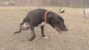 RTL Nieuws Hond op twee poten