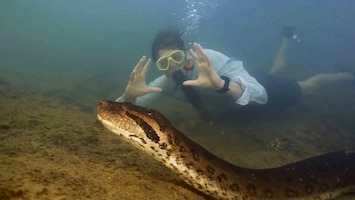 Zo zwemt Freek Vonk bij de nieuw ontdekte monster-anaconda