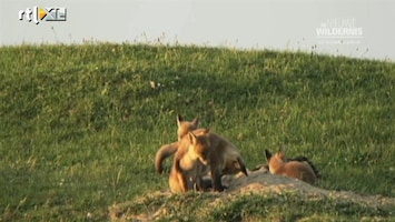 RTL Nieuws Prachtige beelden in natuurfilm over Oostvaardersplassen