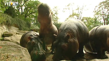 RTL Nieuws Dierenpark Emmen lijkt gered