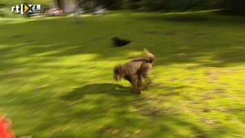 Green-kids 'Kan je een hond nemen als je allergisch bent?'