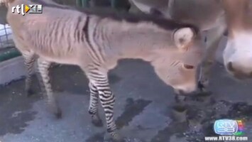 RTL Nieuws Eerste bewegende beelden van 'zonkey'