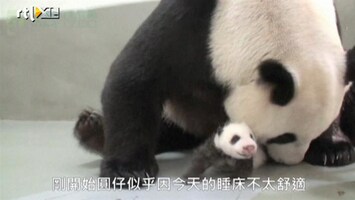 RTL Nieuws Baby panda eindelijk herenigd met moeder