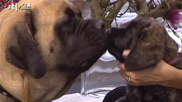 Koffietijd Dierenarts Martin Arens op bezoek met honden