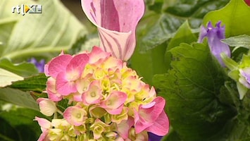 Green-kids 'Hoe hou je bloemen het langst goed?'