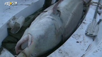 RTL Nieuws Gigantische vis gevangen in Chinese rivier
