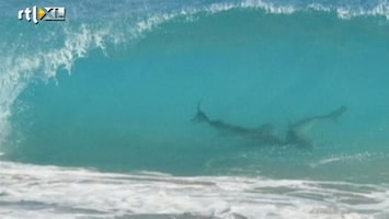 RTL Nieuws Tienduizenden haaien voor de kust van Florida