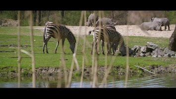 Burgers' Zoo Natuurlijk - Grantzebra?s