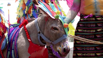 Feest in Mexico voor vergeten dier: ‘Ezel is speciaal'