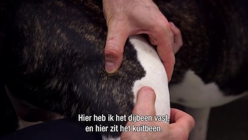 De Dierenkliniek UK Christmas Special