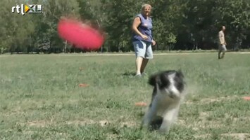 RTL Nieuws Kampioenschap hondenfrisbee groot succes