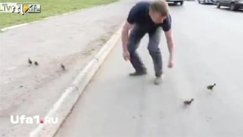 Editie NL Man redt eendjes van dood op snelweg