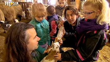 Green-kids Schapen en lammetjes