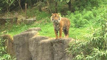 Burgers' Zoo Natuurlijk De Sumatraanse tijger (2)