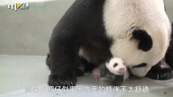 Editie NL Panda eet jong haast op van vreugde